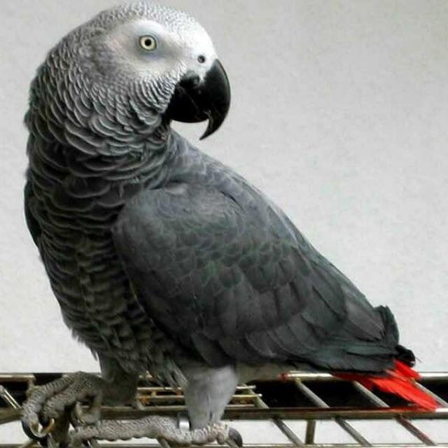 african grey for adoption