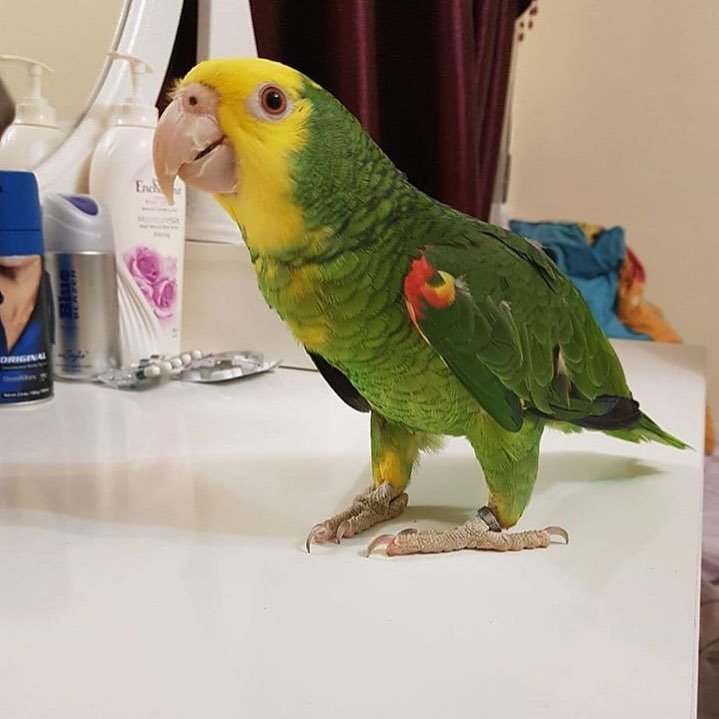 Amazon Parrot For Sale