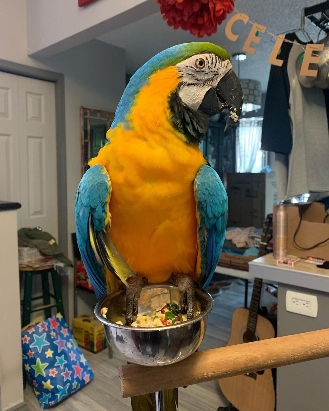 macaw parrot for sale