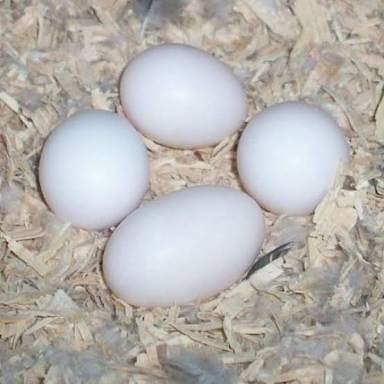 parrot eggs for sale uk