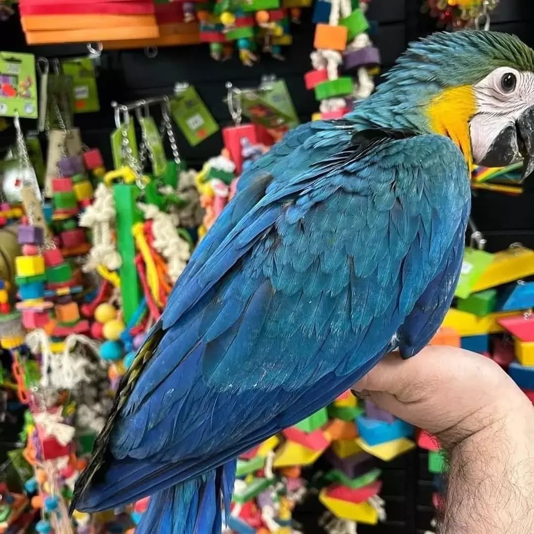 Dakota - Female Catablue Macaw Hybrid