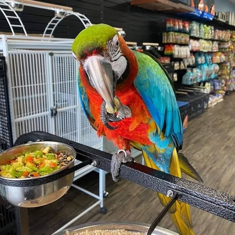 Maverick - Male Harlequin Macaw Hybrid