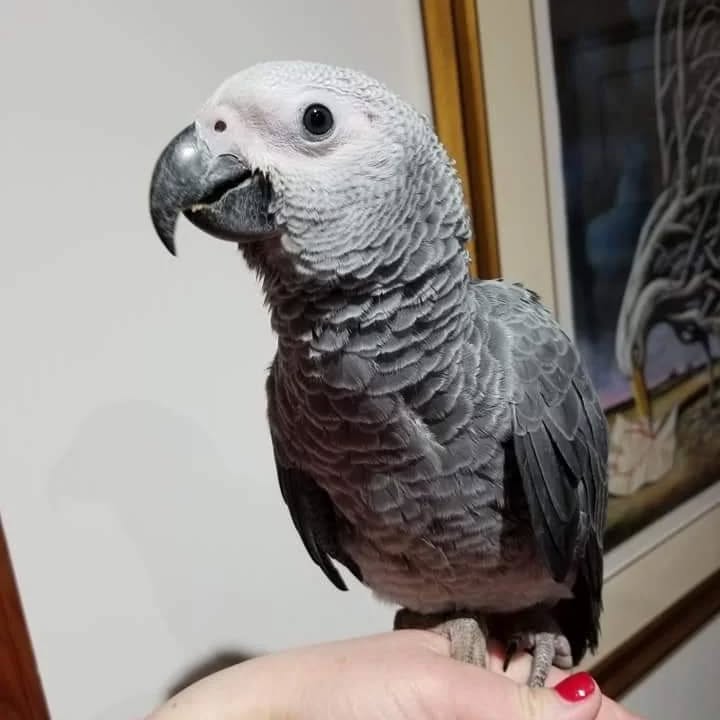 Charlie - Male African Grey Parrot