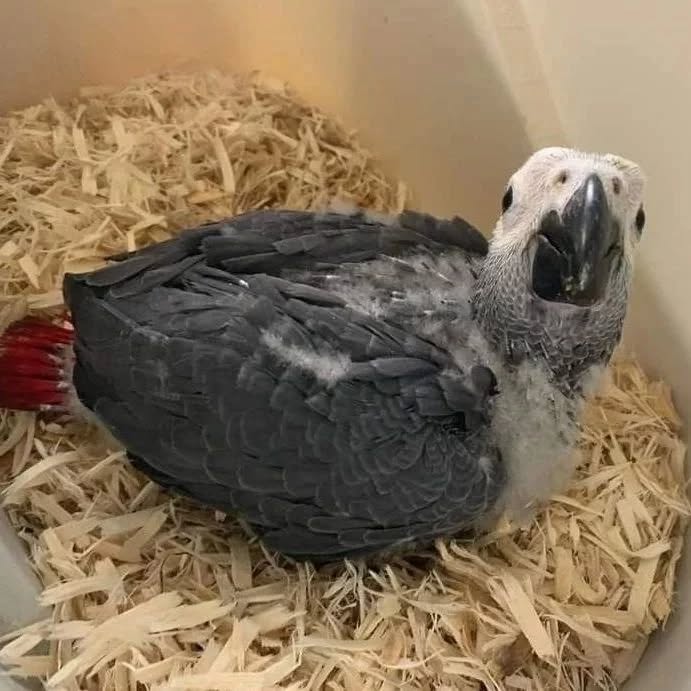 Rocky - Male African Grey Parrot