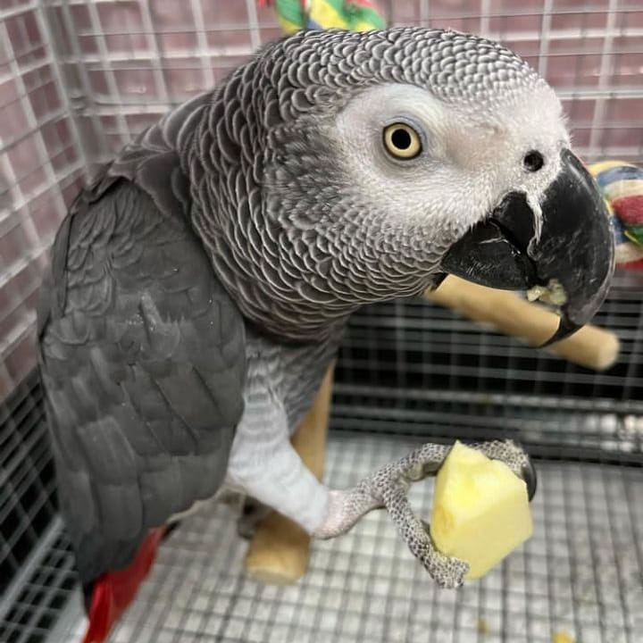 Pinky - Female African Grey Parrot
