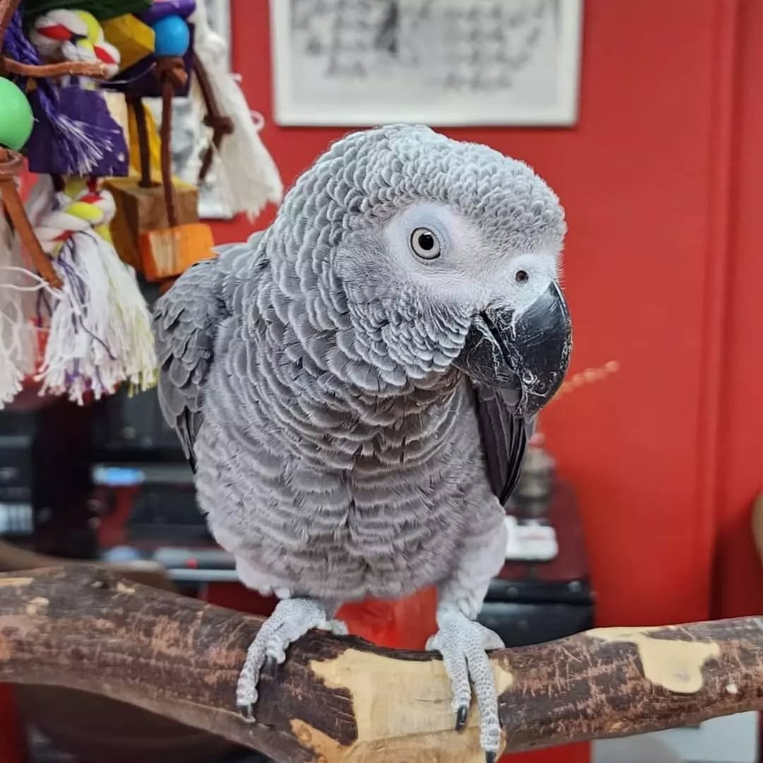Luna - Female African Grey Parrot
