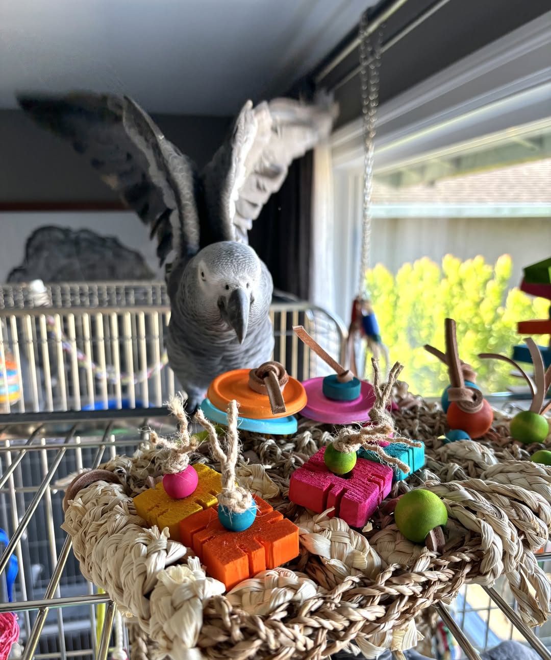 Max - Male African Grey Parrot