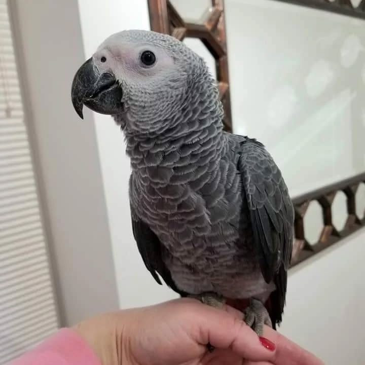 Bella - Female African Grey Parrot